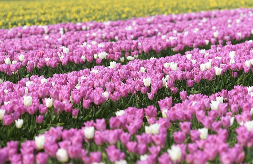 Tulips bloom in a field near King's Lynn in Norfolk (PA)