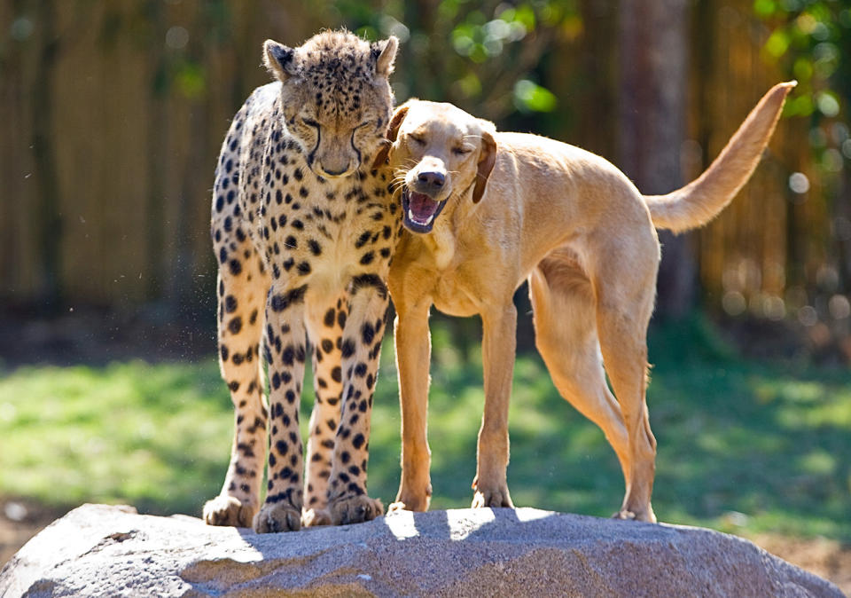 Best animal friendships