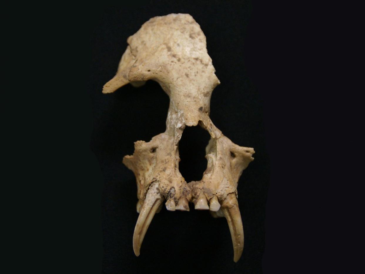 Skull of Junzi imperialis, a newly discovered gibbon species found in a grave in China: Samuel Turvey/ZSL