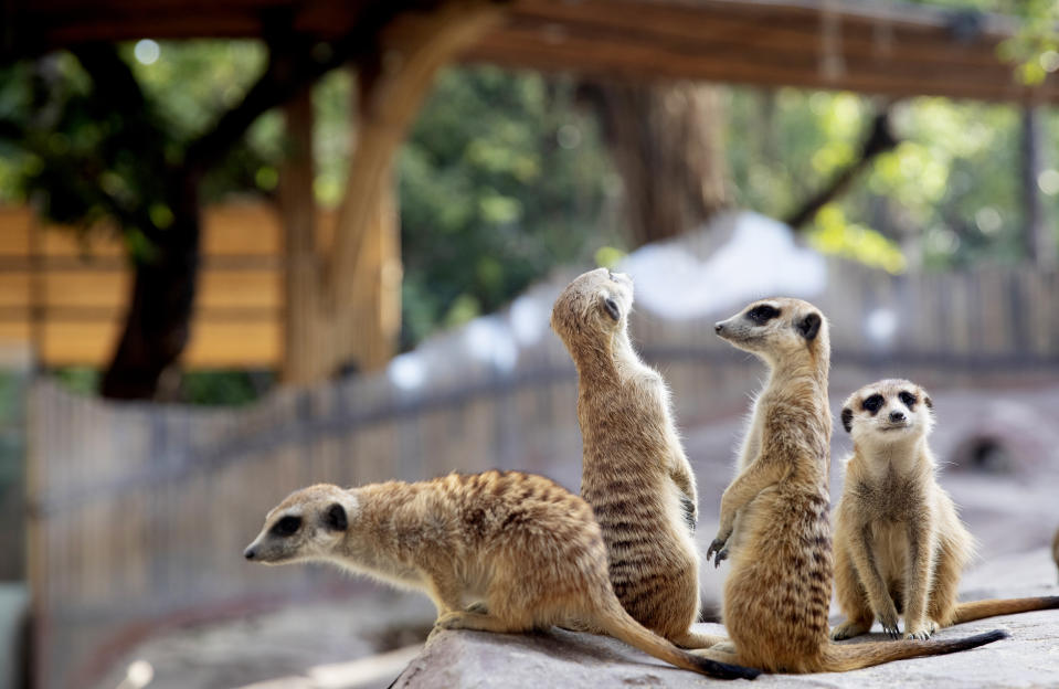 Shenzhen｜Yen Zoo has a great place, a great place for parents and children, as low as $66.3 per person!No time limit, free entry and exit to pet nearly 100 kinds of small animals such as horses , rabbits, meerkats, etc.