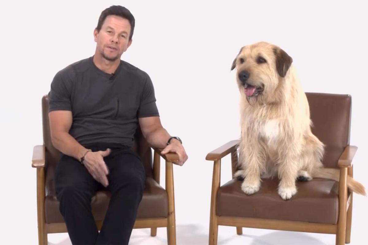 Mark Wahlberg Raises Awareness About Pet Adoption Alongside His “Arthur the  King” Canine Costar: Watch