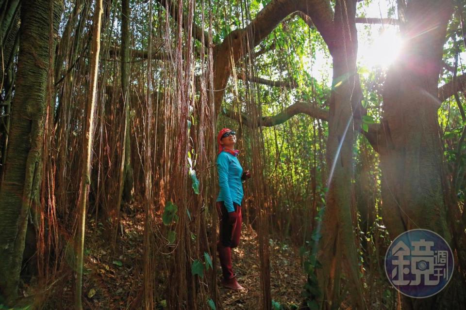 「一簾幽夢」為錦屏藤垂落，是柴山夢幻景象。