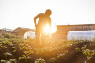 <p>Operai agricoli (Getty) </p>