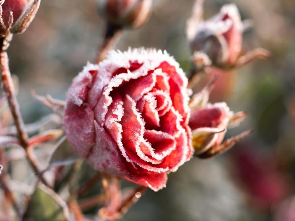 Während der Eisheiligen müssen Pflanzen frostigen Temperaturen trotzen. (Bild: JeannieR/Shutterstock.com)