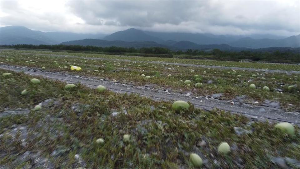 盤商挑三揀四收購價對半款　花蓮西瓜農上網自銷