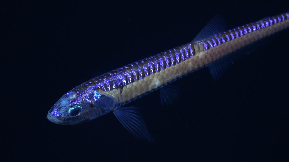 A deep-sea dragonfish spotted off the coast of Chile.