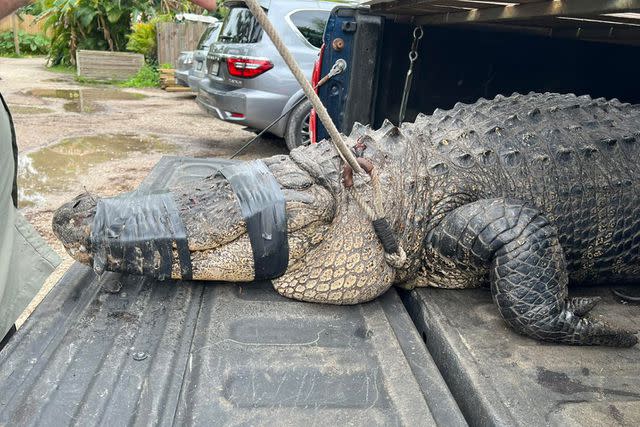 <p>Croc Encounters/Facebook</p> "Coca-Cola" the 450-pound alligator.