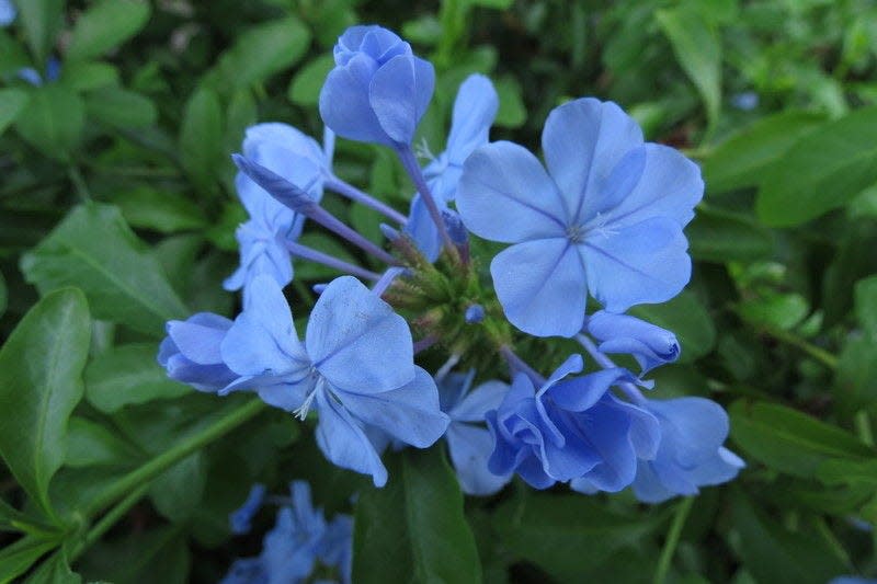Tropical plumbago is a rich blue color. Photo by Carrol Krause