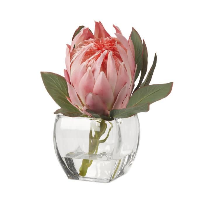 Pink Queen Protea in Glass Cube