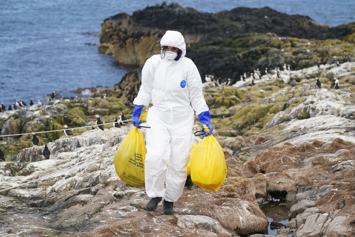 A man collects bird flu samples (File picture)  (PA Wire)