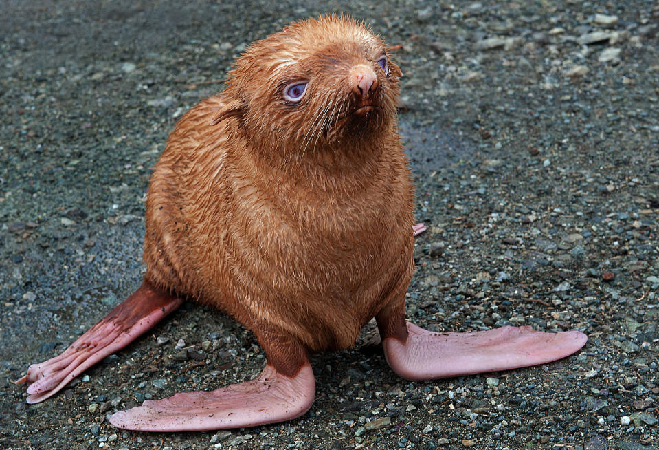 Albino Seal