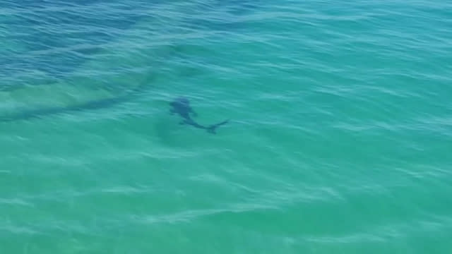 Large shark spotted in Cornwall