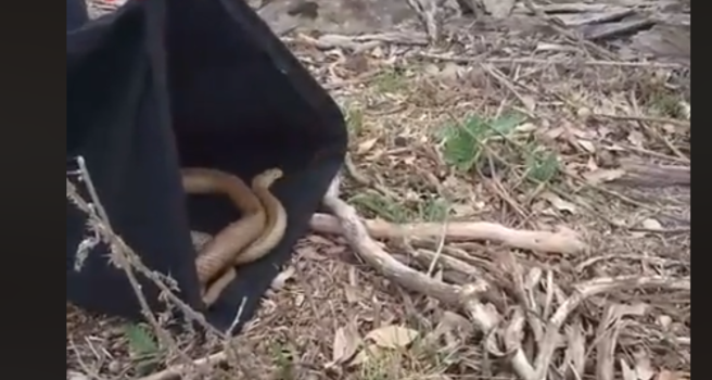 Snake catcher removes seemingly endless number of snakes from rood of home  in Australia 