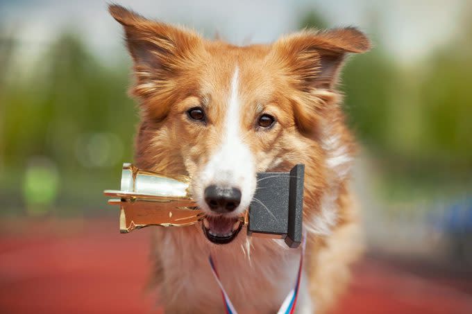 Border collie dog on a track with a trophy