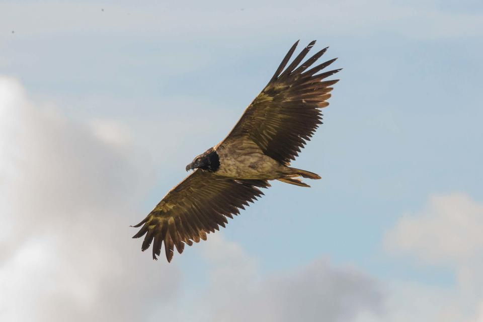 The bird was captured by photographers on Howden Moors (PA)