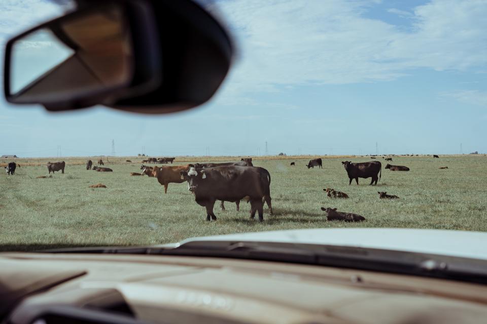 Cows standing in pasture.