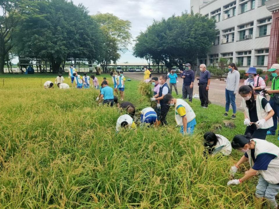 官田國中在官田農會協助下，收割校內的稻米。（記者林相如攝）