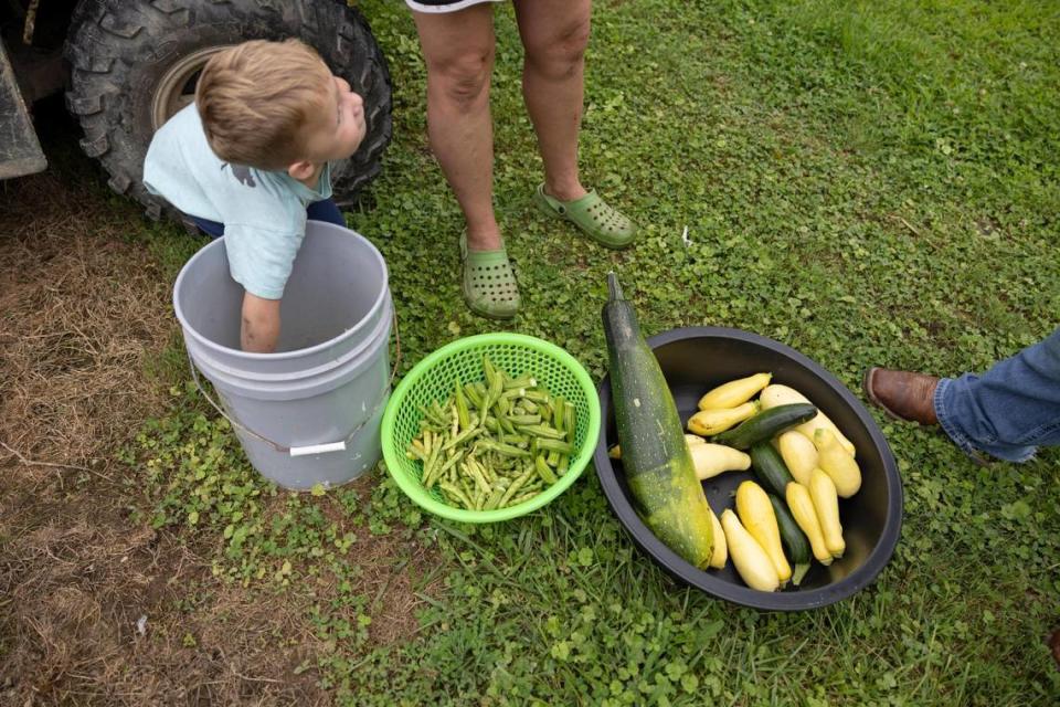 Jonathan Apollo Brock, 3, picks up corn to eat while his aunt Maurice Cornett shows her garden’s produce to Jason Brashear, the interim director of the Pine Mountain Settlement School, at their home in Letcher County, Ky, Tuesday, August 8, 2023.