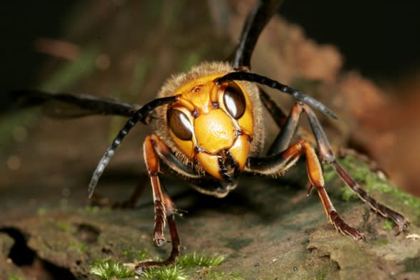 Asian giant killer hornet spotted in Scotland