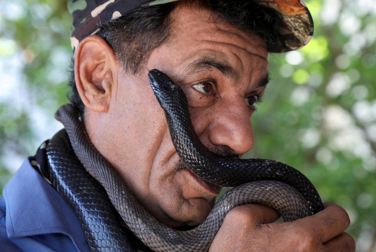 Yaseen Al-Sqour, un cazador de serpientes, carga con uno de estos animales en su cuello en Balqa, una de las 12 gobernaciones de Jordania. (Foto: Alaa Al Sukhni / Reuters).