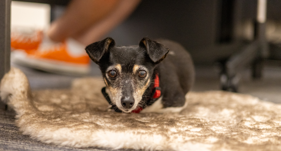 Flossy was surrendered after her owner became homeless and couldn't find anywhere that accepted a dog. Source: RSPCA WA