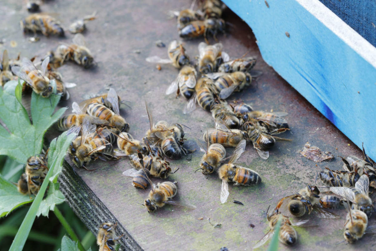 France. Seine et Marne. Coulommiers city. View of beehive in winter in a field. Close up on dead bees at the entrance of the beehive.