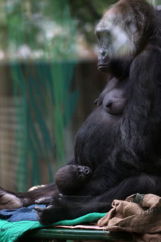 <p>Richard Gardner/Shutterstock (</p> A critically endangered gorilla born at London Zoo