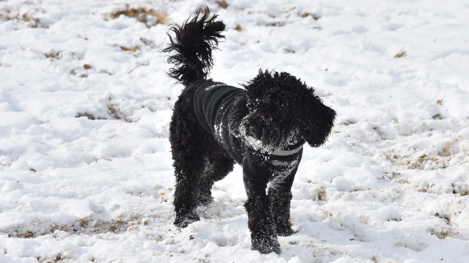 A dog enjoying the snow at Chalkwell Beach in Southend-on-Sea in February 2021