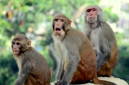 <span class="caption">Rhesus macaques are known for harassing people in cities. </span> <span class="attribution"><a class="link " href="https://www.shutterstock.com/image-photo/closeup-portrait-beautiful-rhesus-macaque-family-2150489585" rel="nofollow noopener" target="_blank" data-ylk="slk:Wirestock Creators/Shutterstock;elm:context_link;itc:0;sec:content-canvas">Wirestock Creators/Shutterstock</a></span>