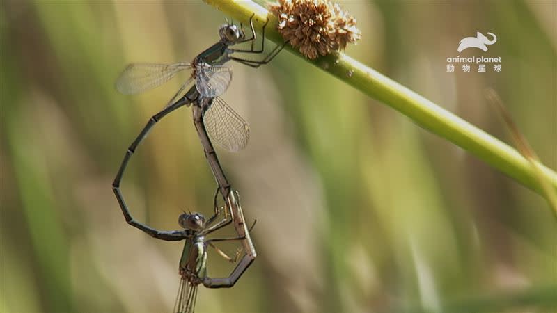 蜻蜓的行動既靈活又迅速（圖／動物星球頻道提供）