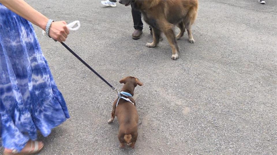 新北高職校犬險被退養　陪伴犬幫培訓「大有來頭」