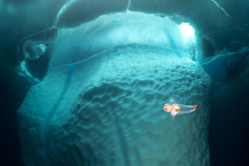 Stunning photos show dive beneath giant iceberg