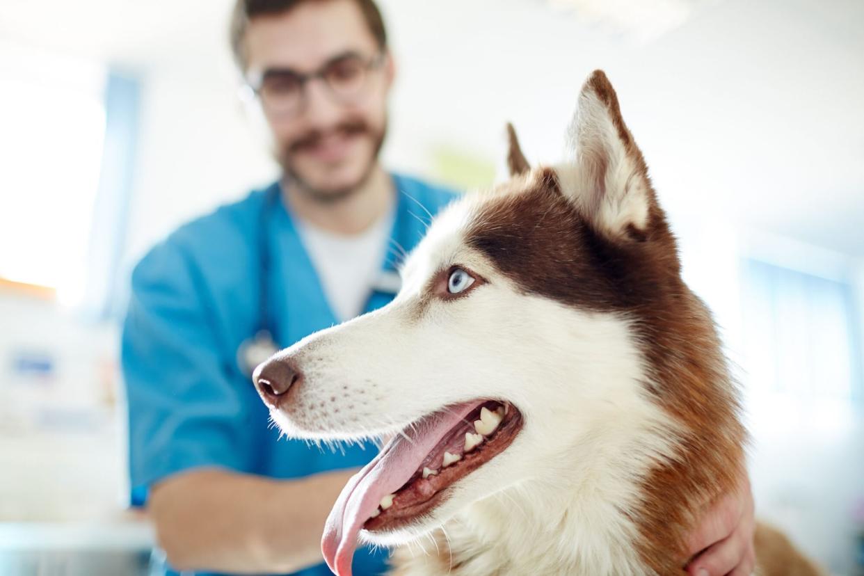 husky at his annual vet exam