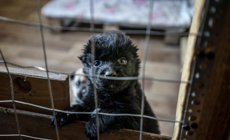 Two puppies peep out from an enclosure at an animal shelter.