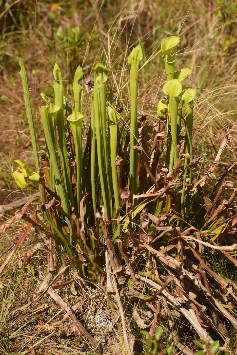 Pitcher plants and other carnivorous plants can often be found on the edges of pocosins, wetlands that are dry for much of the year. KEN BLEVINS/STARNEWS