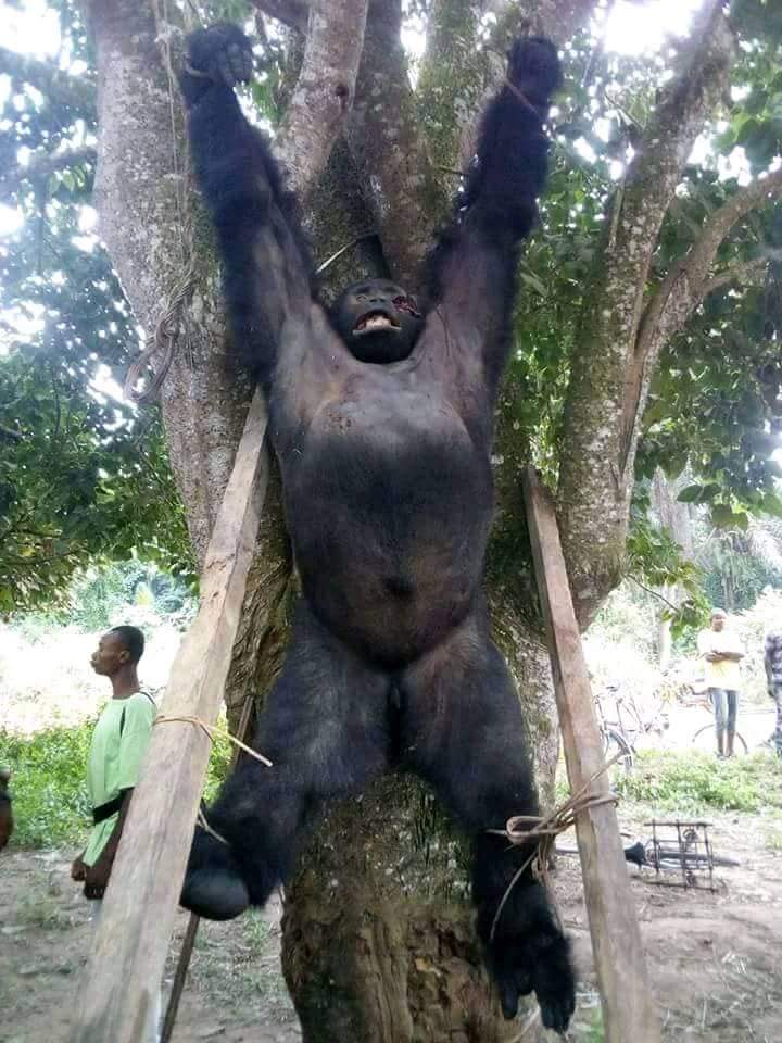 The Chimporilla was discovered dead and strung up in a tree after it was shot 12 times. Source: Kisangani University