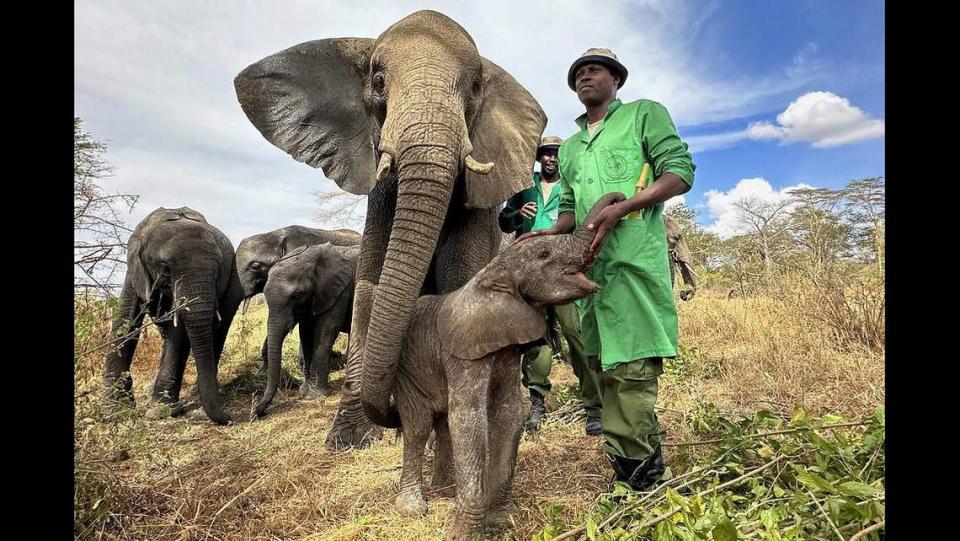 Murera ha dejado que humanos y elefantes pasen tiempo con su nueva hija, según la fundación.