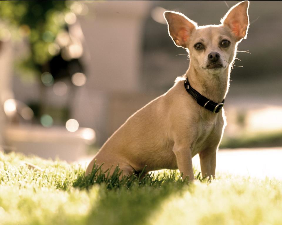 gidget, taco bell commercial dog, dies at 15