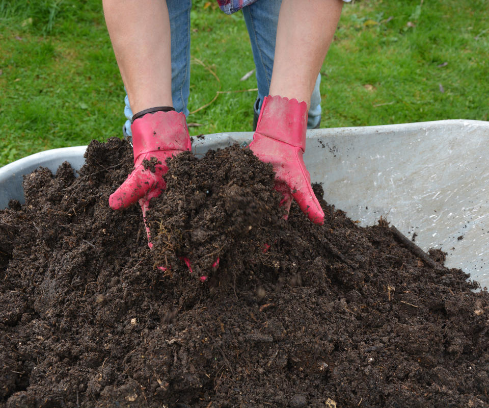 A wheelbarrow full of well rotted homemade compost