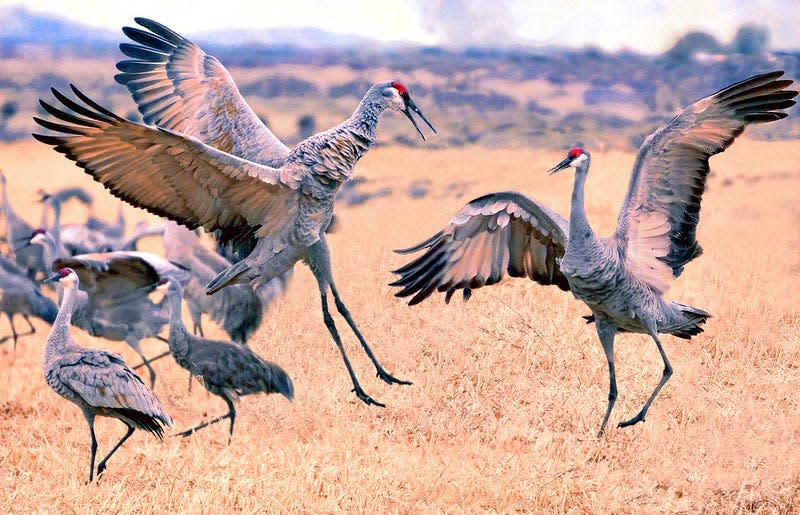 Sandhill cranes dance at Great Sand Dunes National Park in March 2023.
