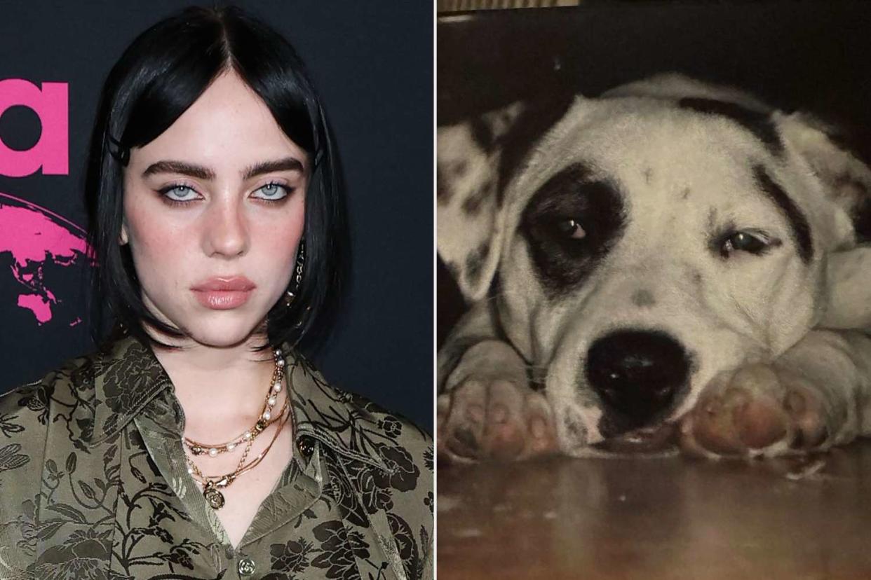 <p>Image Press Agency/NurPhoto/Shutterstock ; Billie Eilish Instagram</p> Billie Eilish and her pet dog, Pepper