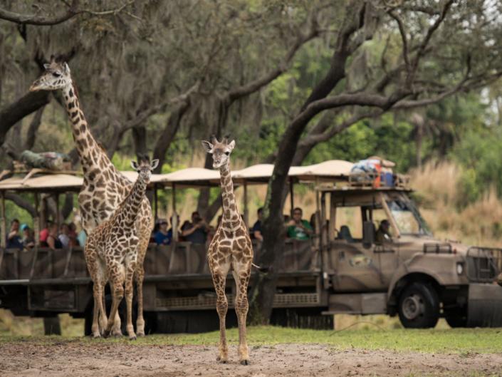 Kilimanjaro Safaris