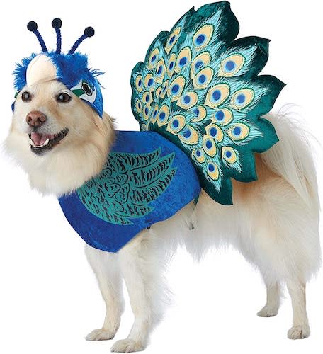 Pretty as a Peacock Dog Halloween Costume