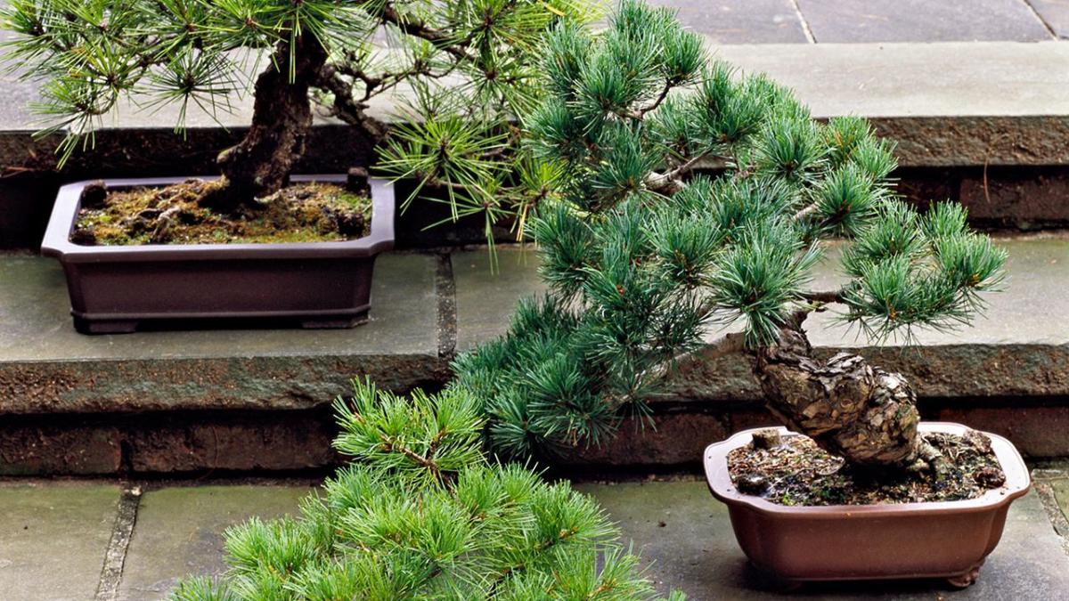 First bonsai tree with no face on a swing from spirited away : r/houseplants