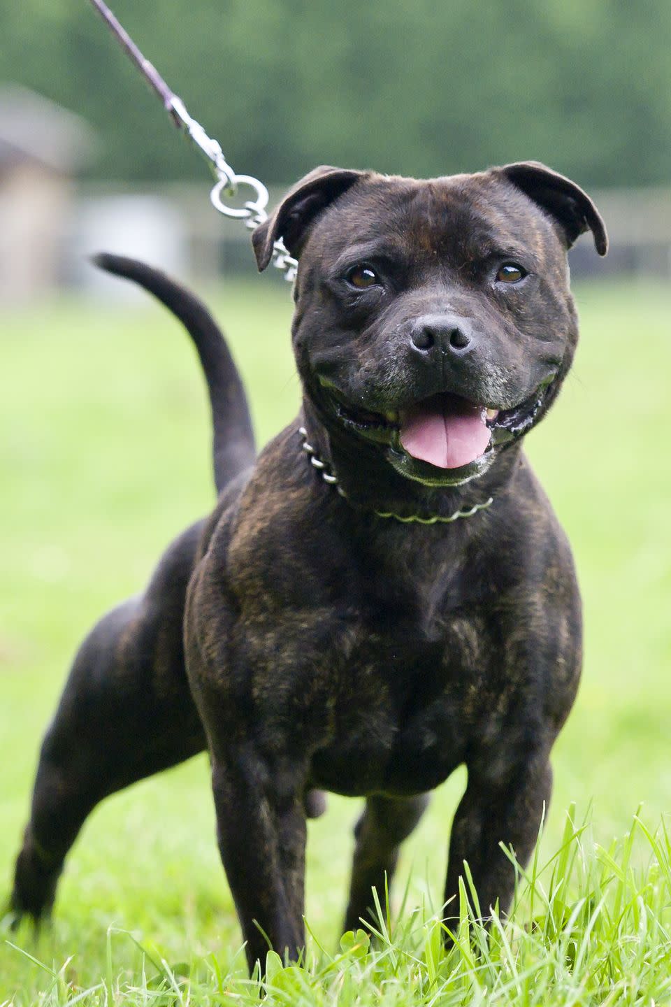 15) Staffordshire Bull Terrier