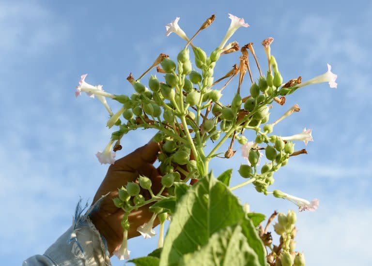 A worker inspects tobacco leaves at a farm in Ilocos norte province, northern Philippines on May 2, 2013. The tobacco industry is expanding with 84,000 tonnes of tobacco expected to be grown across the country's north this year