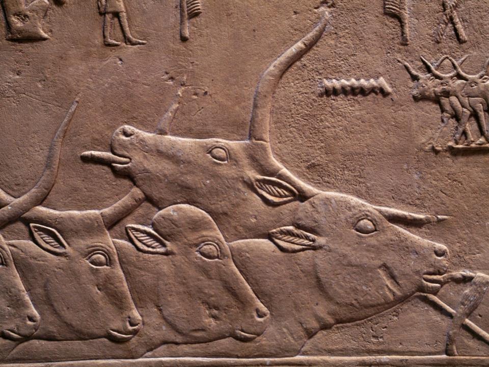 A bas-relief of four cows and an ox, viewed from the side, inside the Necropolis of Saqqara, Egypt. The ox has its tongue out.