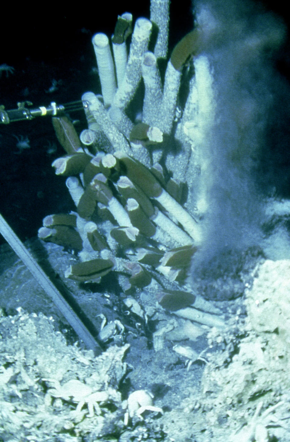 El gusano de tubo gigante habita en grupos en el fondo del Océano Pacífico a más de 2.000 metros de profundidad y, pese a que nunca está en contacto con el sol, vive entre 170 y 250 años. Además, puede llegar a medir hasta tres metros, aunque crece muy lentamente. (Foto: Getty Images).