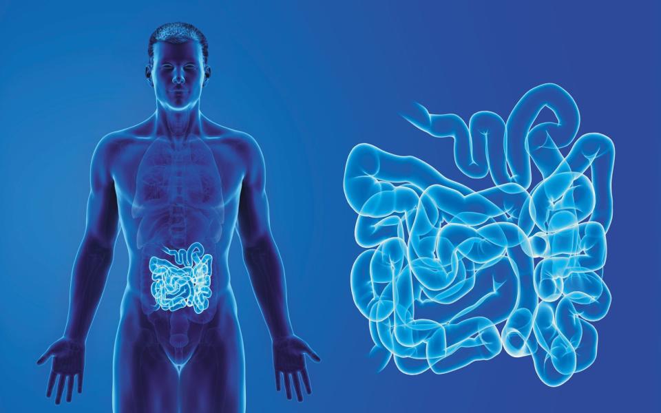 腸道裡存在數以兆計的的微生物，諸多臨床研究顯示，部分微生物可望成為治病的新救星。（東方IC）