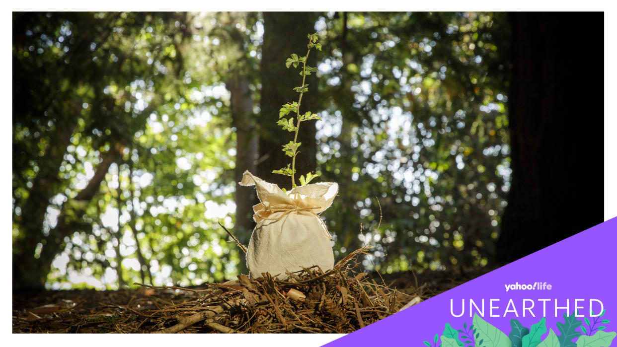 A young plant with its roots in a small fabric bag sits on the ground in a forest.